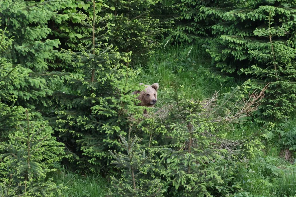 Brown Bear Slovenia
