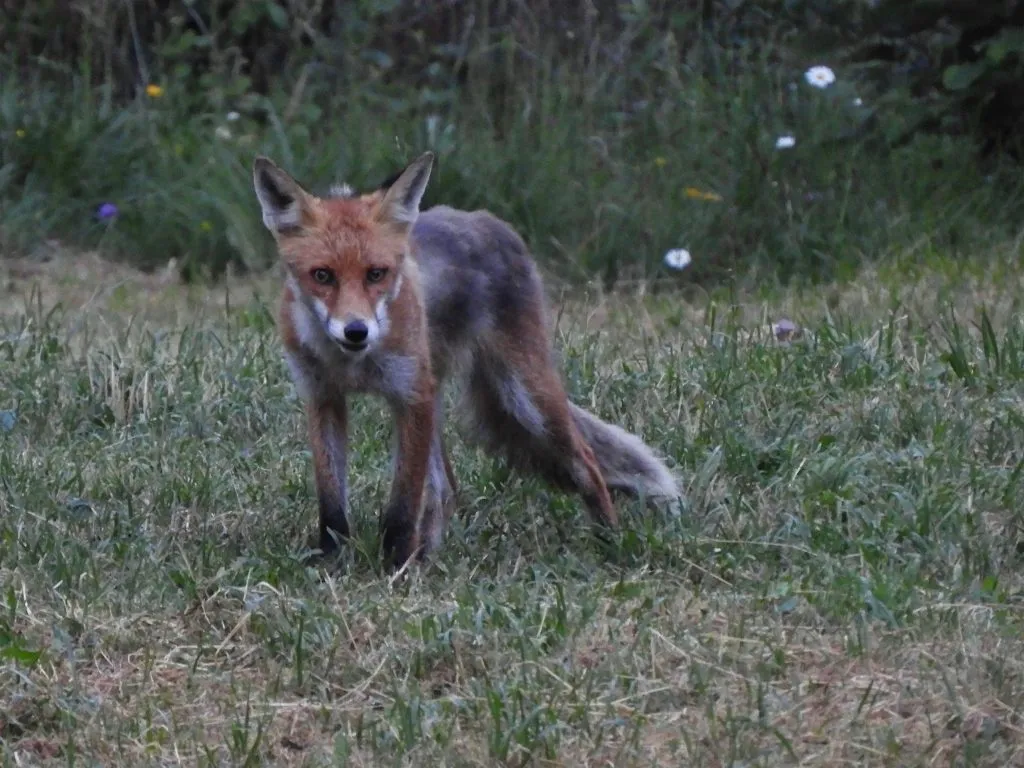 Fox in Slovenia