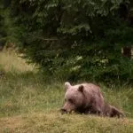 Brown Bear while resting in Slovenia