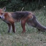 Fox in Slovenian forest