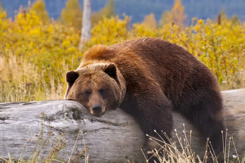 Bear resting