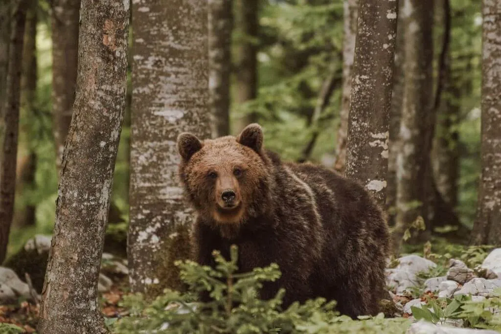 Slovenia bear spotting